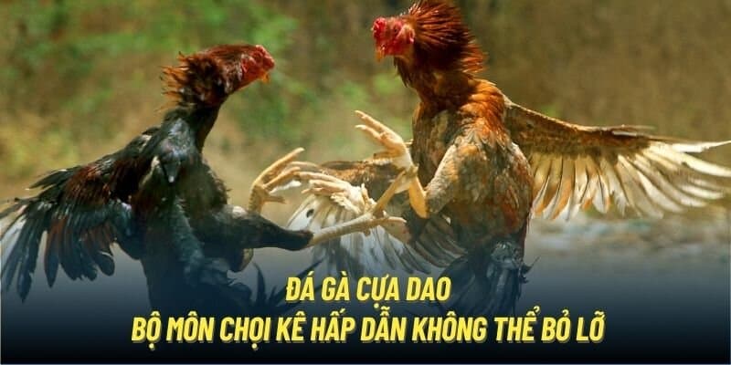 Quá trình đăng ký tham gia cá cược đá gà cựa dao cực kỳ đơn giản