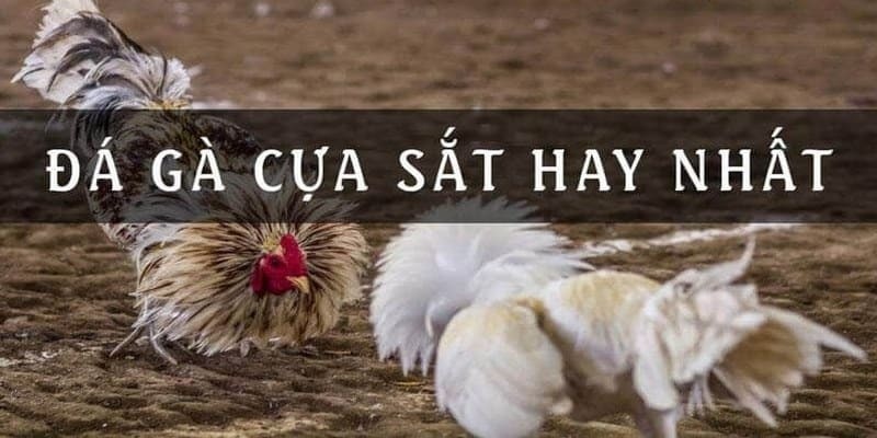 Mẹo đặt cược đá gà cựa sắt hiệu quả từ cao thủ chọi kê