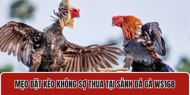 Mẹo đặt kèo không sợ thua tại sảnh đá gà WS168