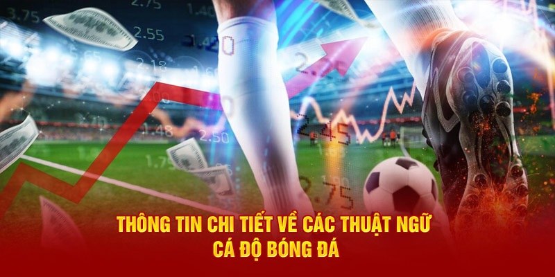 Ý nghĩa chi tiết của thuật ngữ cá độ bóng đá kèo tài xỉu